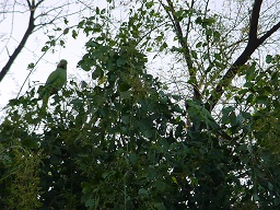 ケオラデオ国立公園