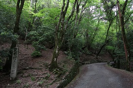 春日山原始林