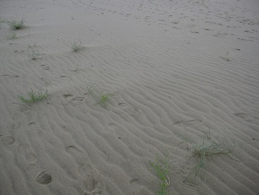 クルスキー砂洲